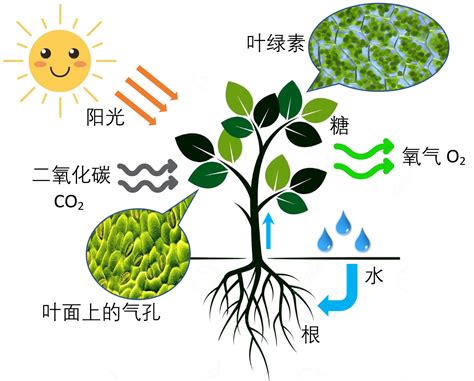 不能行光合作用的植物|不能光合作用的植物